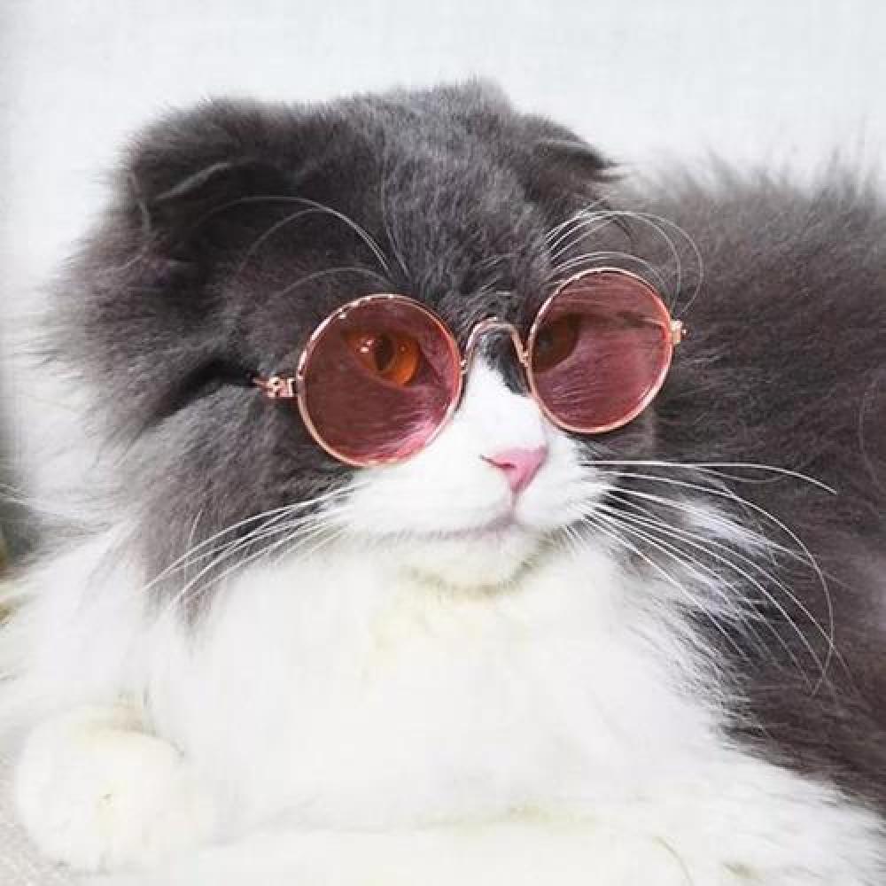 Gafas Lentes Cool Para Mascotas Gatos Perros Accesorio