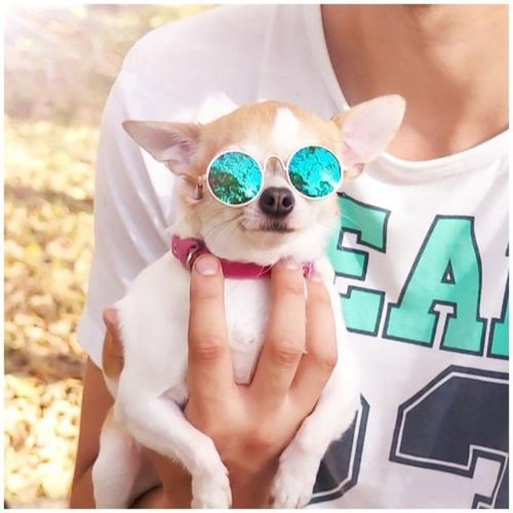 Gafas Lentes Cool Para Mascotas Gatos Perros Accesorio