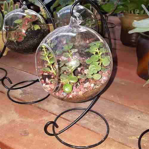 Portavela Globo Terrario Xl 15 Cm Vidrio C/pedestal Terrario
