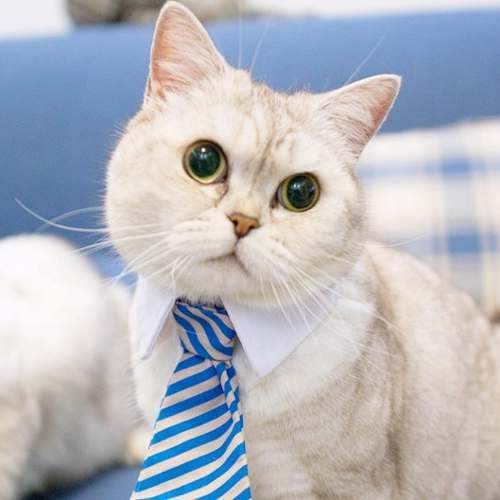 Collar Tipo Corbata Gatito Mascotas (estoykuku)