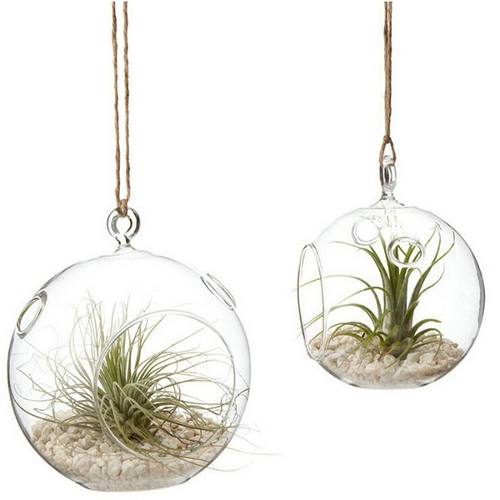 Portavela Globo Terrario Xl 15 Cm Vidrio C/pedestal Terrario