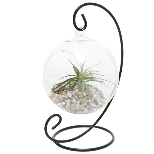 Portavela Globo Terrario Xl 15 Cm Vidrio C/pedestal Terrario