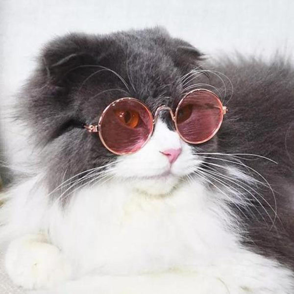 Gafas Lentes Cool Para Mascotas Gatos Perros Accesorio
