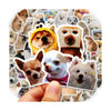 Pack Sticker pegatinas divertidos Perros Memes