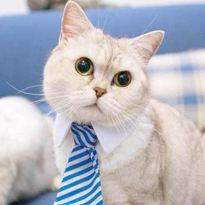 Collar Tipo Corbata Gatito Mascotas (estoykuku)