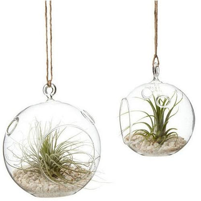 Portavela Globo Terrario Xl 15 Cm Vidrio C/pedestal Terrario