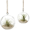 Portavela Globo Terrario Xl 15 Cm Vidrio C/pedestal Terrario