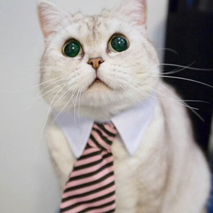 Collar Tipo Corbata Gatito Mascotas (estoykuku)