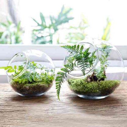 Portavela Globo Terrario Xl 15 Cm Vidrio C/pedestal Terrario