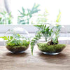Portavela Globo Terrario Xl 15 Cm Vidrio C/pedestal Terrario
